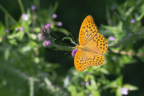 fritillary butterflies butterfly