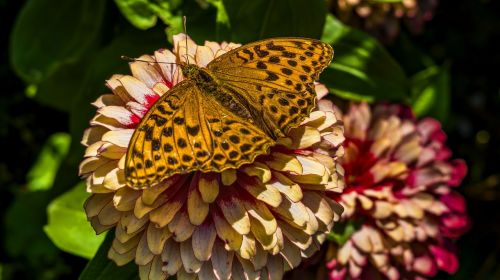 fritillary butterfly blossom