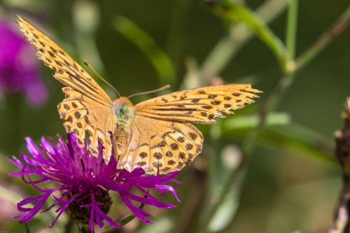 fritillary wild flower butterfly