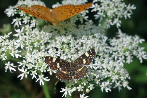 fritillary  butterfly  insect