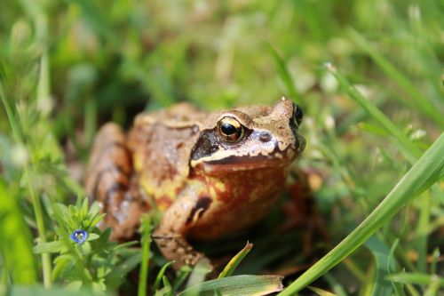 frog grass path