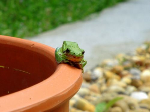 frog green frog green