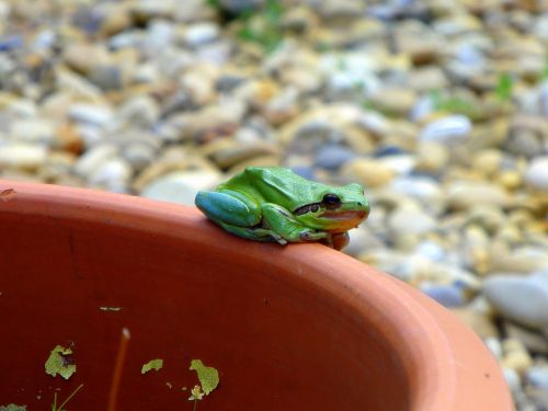 frog green frog amphibian