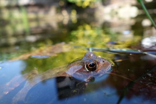 frog eye nature