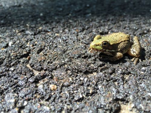 frog green nature