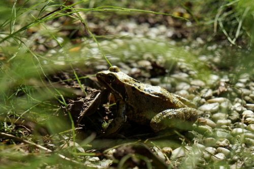 frog garden plants