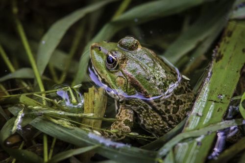 frog portrait green