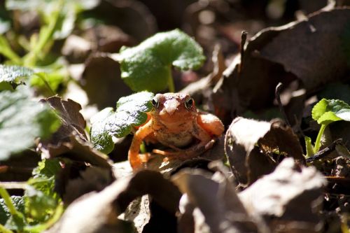 frog animal orange