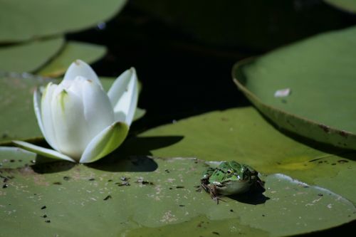 frog lotus green
