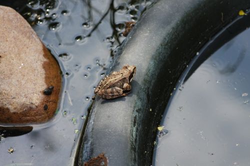 frog garden pond frog pond