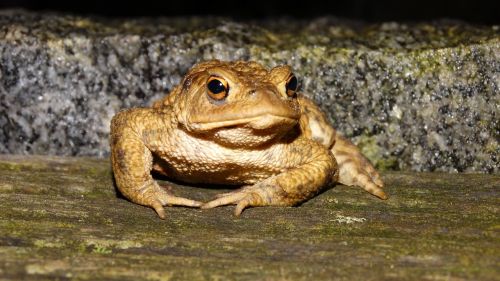 frog at night wood floor