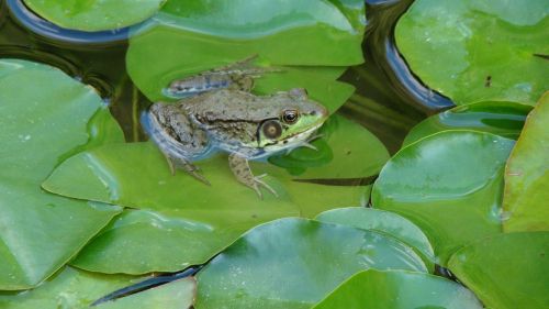 frog toad bullfrog