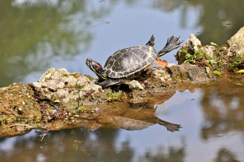 frog turtle stones