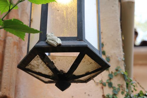 frog lamp light