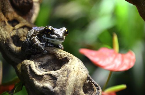 frog terrarium brown