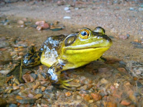 frog amphibian nature