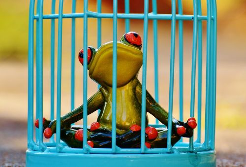 frog cage imprisoned