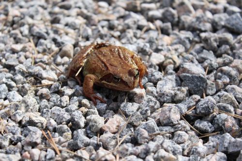 frog gravel brown