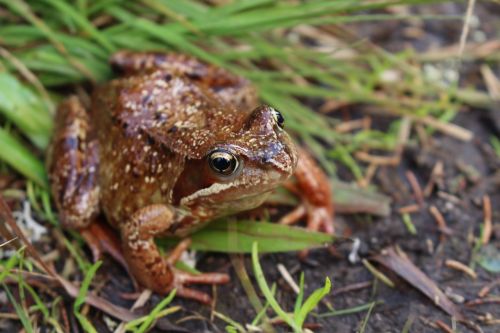 frog animal nature