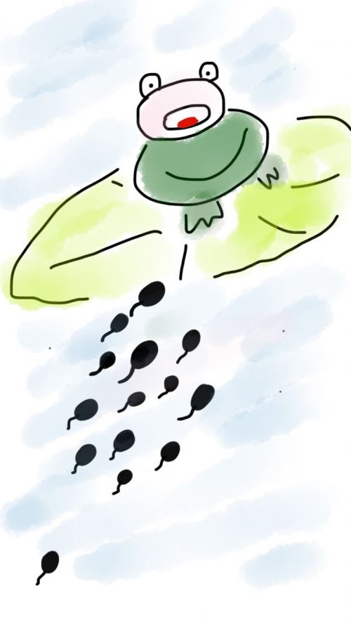 frog tadpoles pond