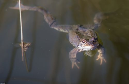frog pond water
