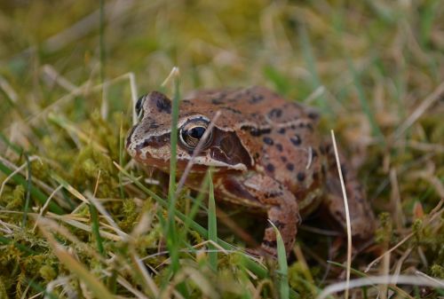 frog wildlife nature