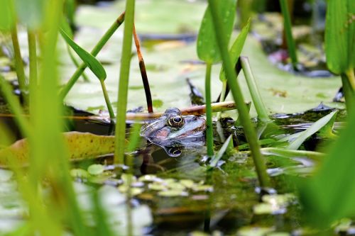 frog water frog animal