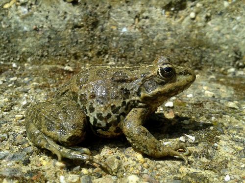 frog animals amphibians