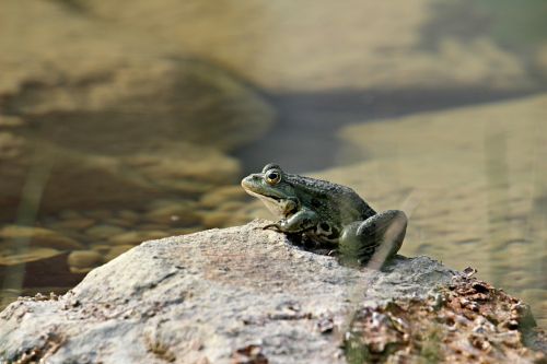 frog lake nature