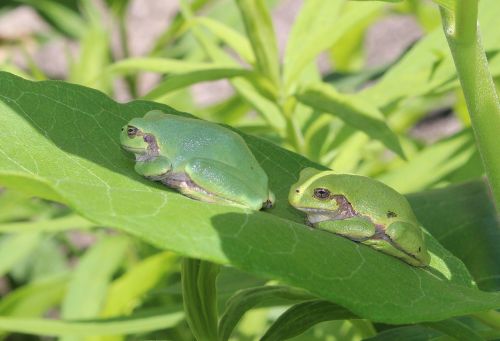 japanese tree frog fauna green