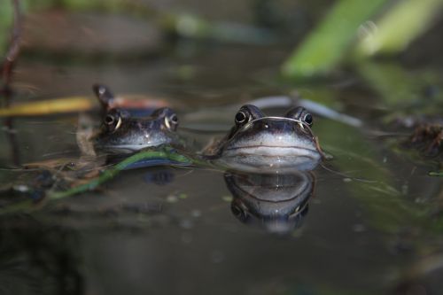 frog pond nature