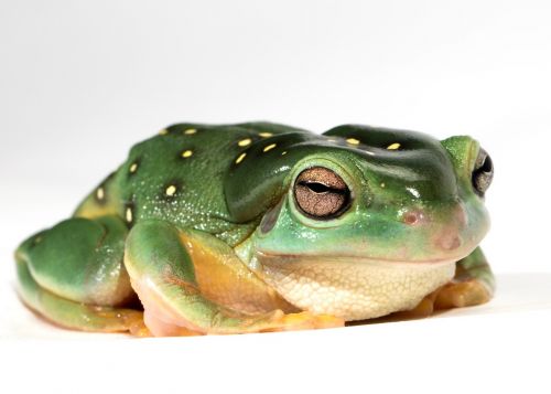 frog amphibian green