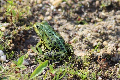 frog amphibian green