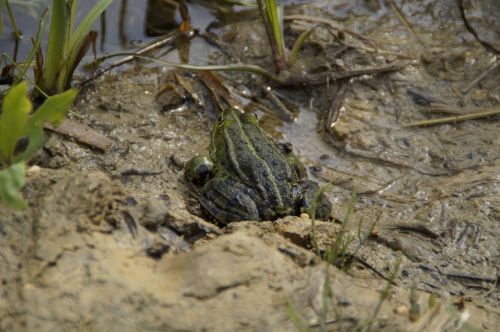 frog habitat mud