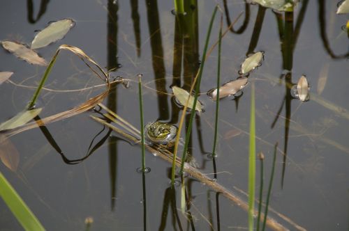 frog habitat mud