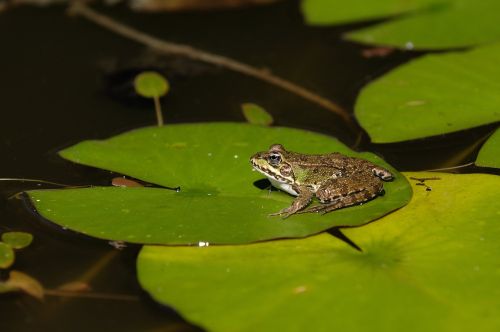 frog water animal