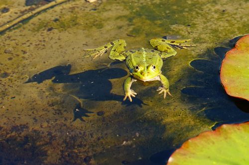 frog water pond