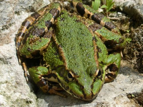 frog green frog batrachian