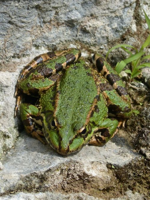 frog green frog batrachian