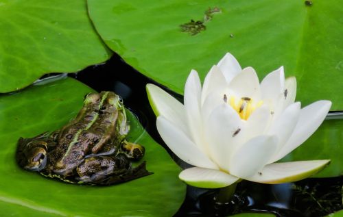 frog tree frog water lily