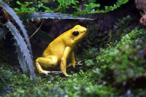 frog toxic yellow