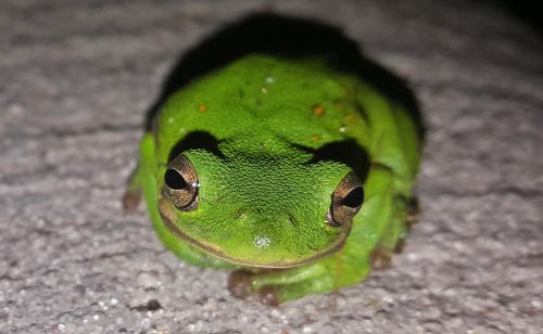 frog tree frog american green tree frog