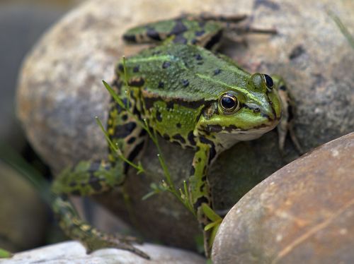 frog garden pond amphibian