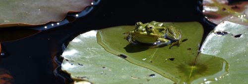 frog pond water