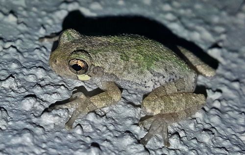 frog gray tree frog amphibian