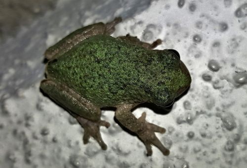 frog gray tree frog amphibian