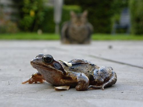 frog cat summer