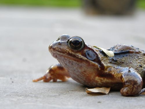 frog macro animal