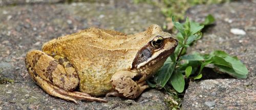 frog wildlife photography animal world