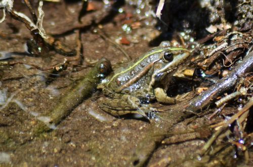 frog gerardo water